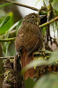 Lineated Foliage-gleaner