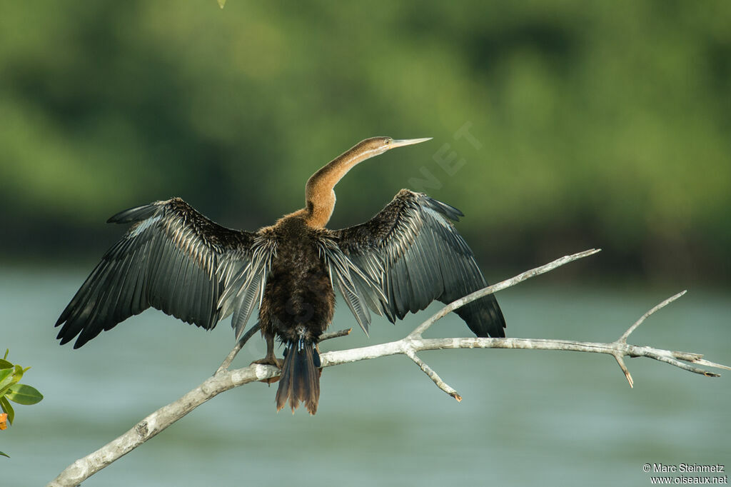 African Darter