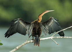 African Darter