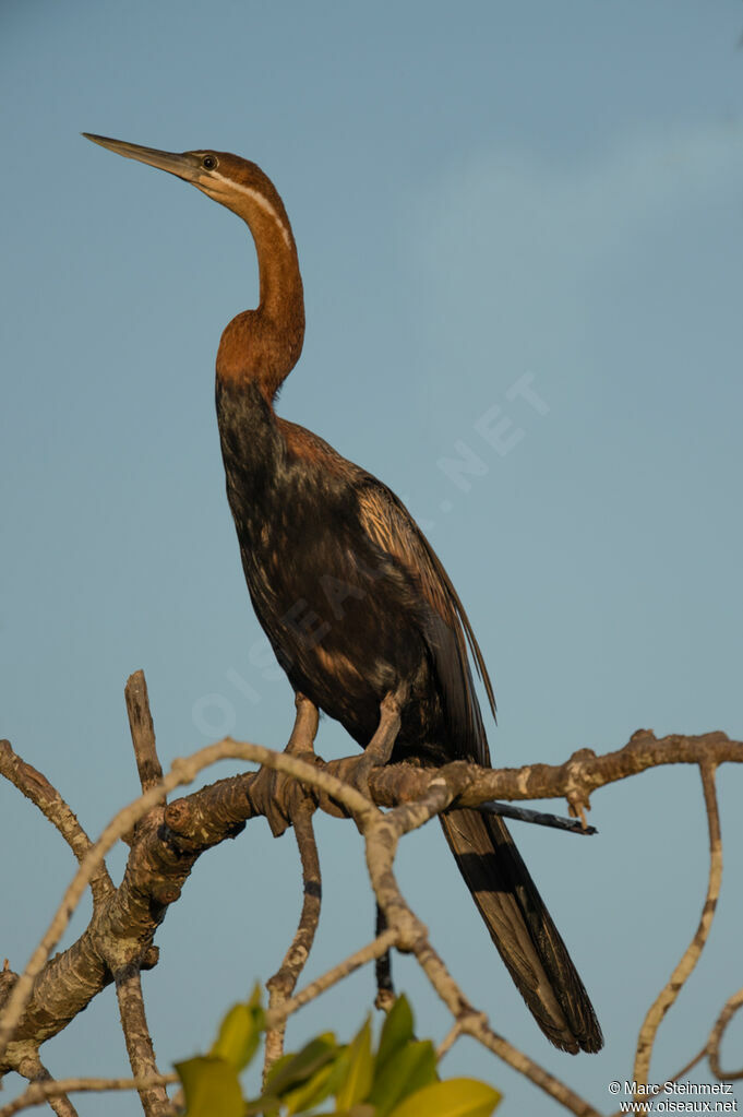 African Darter