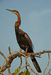 Anhinga d'Afrique