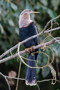 Anhinga