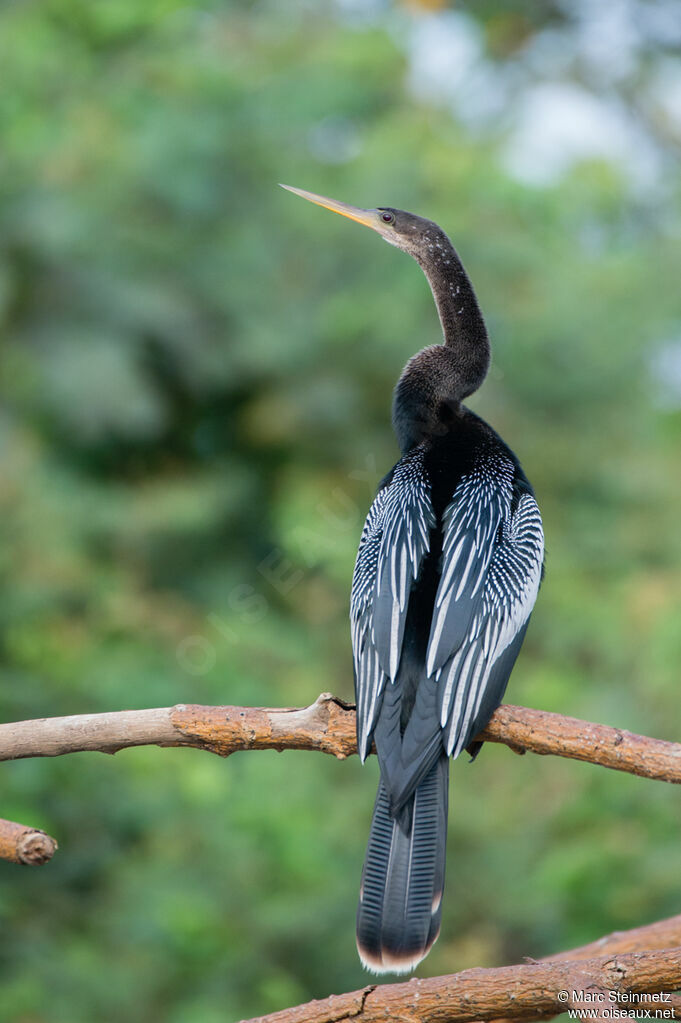 Anhinga