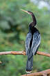 Anhinga d'Amérique