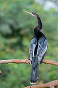 Anhinga