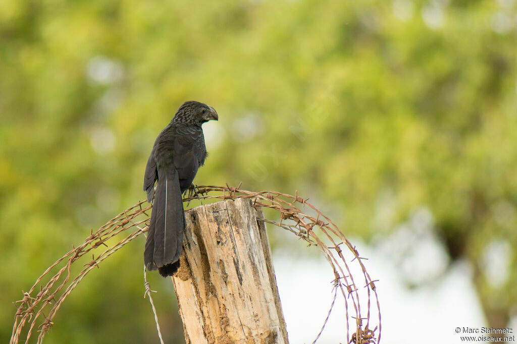 Groove-billed Ani