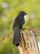 Groove-billed Ani