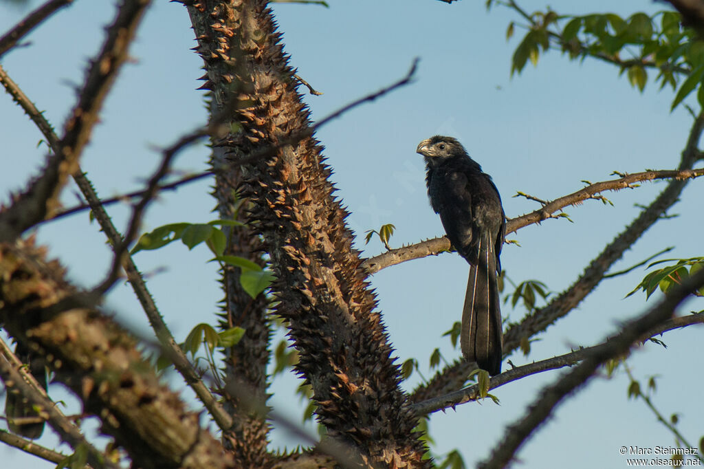 Groove-billed Ani