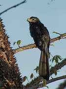 Groove-billed Ani