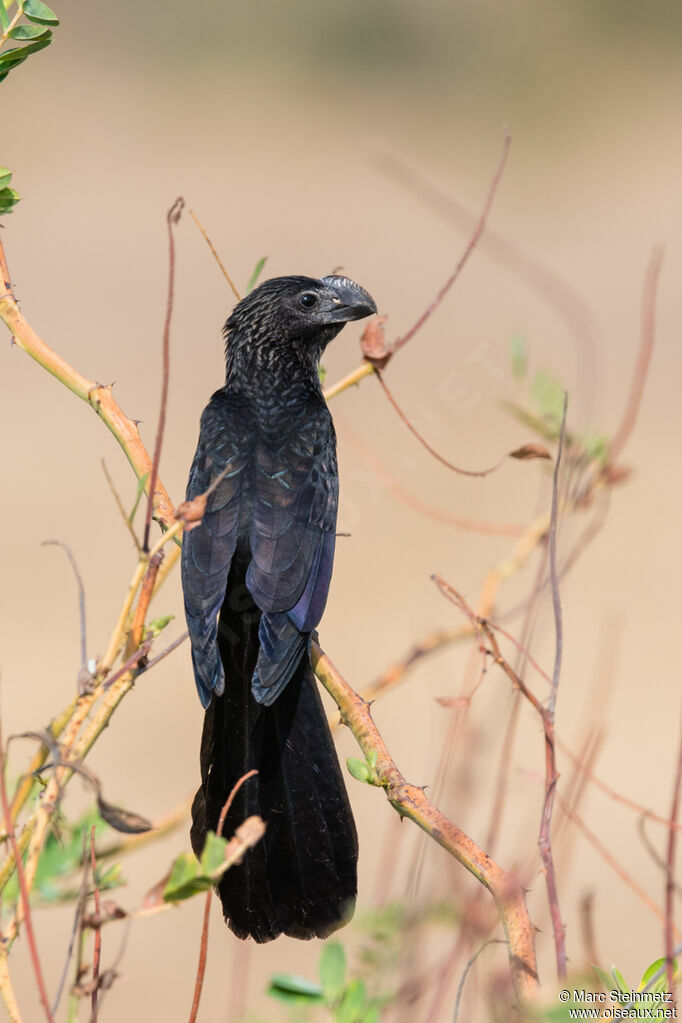 Smooth-billed Ani