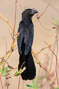 Smooth-billed Ani