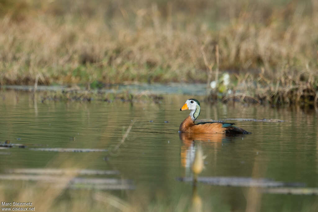 African Pygmy Goose male adult, habitat, pigmentation