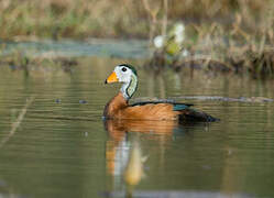 African Pygmy Goose