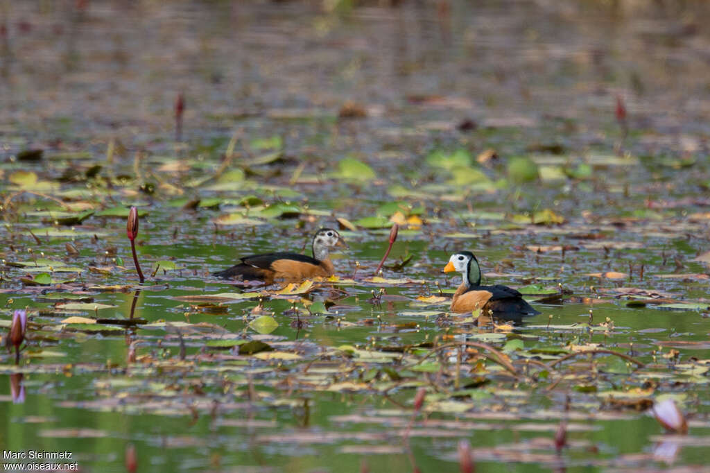 African Pygmy Gooseadult, habitat