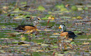 African Pygmy Goose