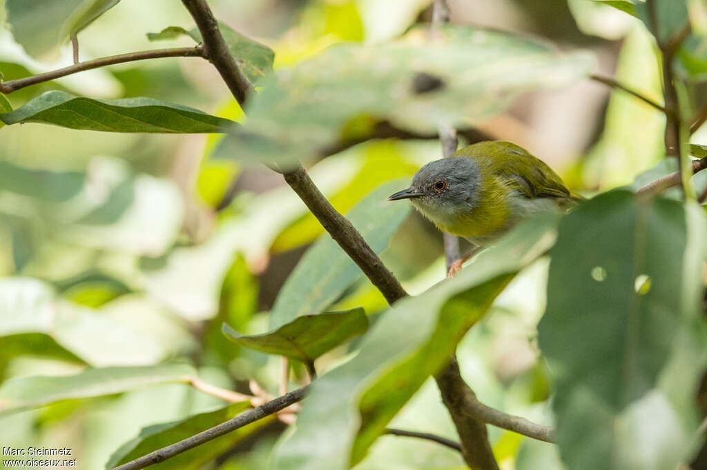 Apalis à gorge jaune