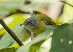 Apalis à gorge jaune