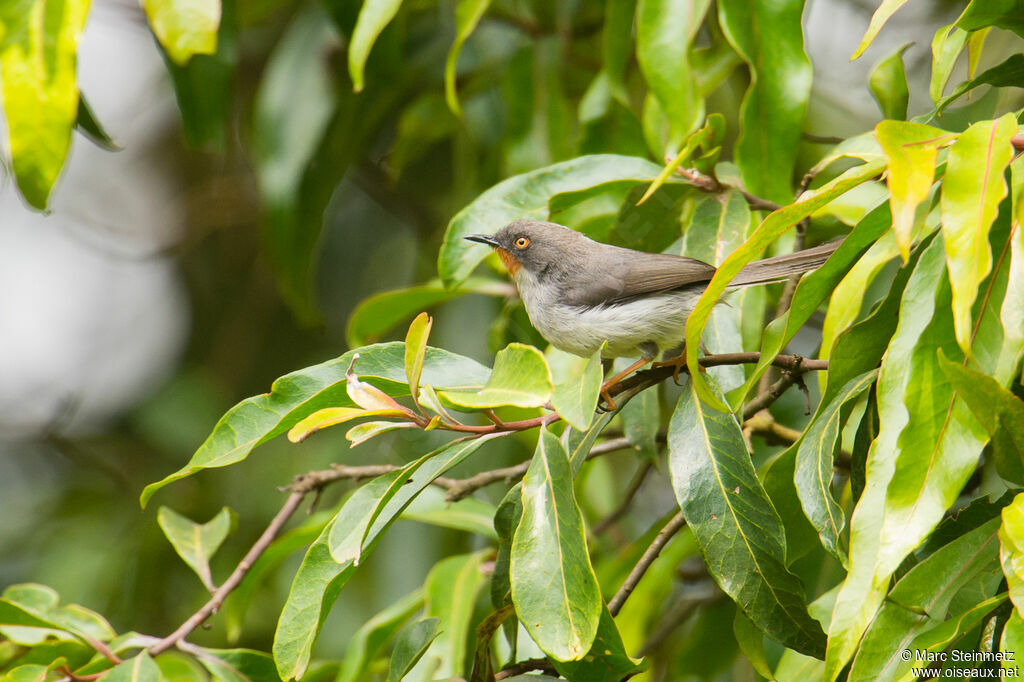 Chestnut-throated Apalis