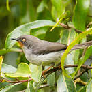 Apalis à gorge marron