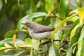 Apalis à gorge marron