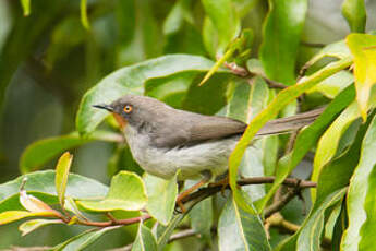 Apalis à gorge marron