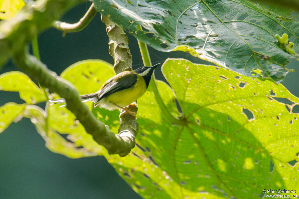 Black-throated Apalis