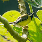Apalis à gorge noire