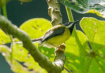 Apalis à gorge noire