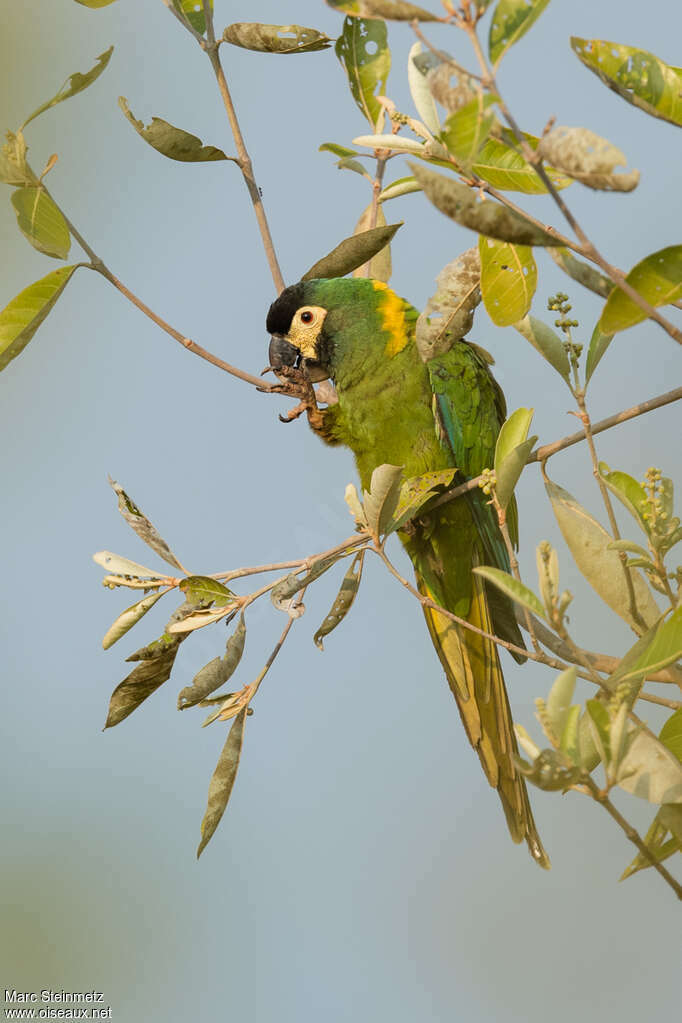 Golden-collared Macawadult, habitat, pigmentation