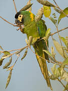 Golden-collared Macaw