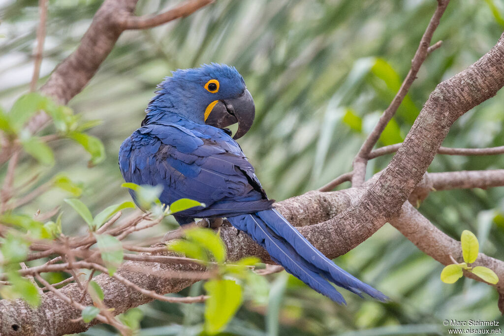 Hyacinth Macaw