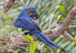 Hyacinth Macaw