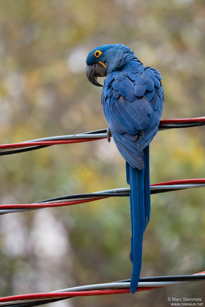 Hyacinth Macaw