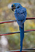 Hyacinth Macaw