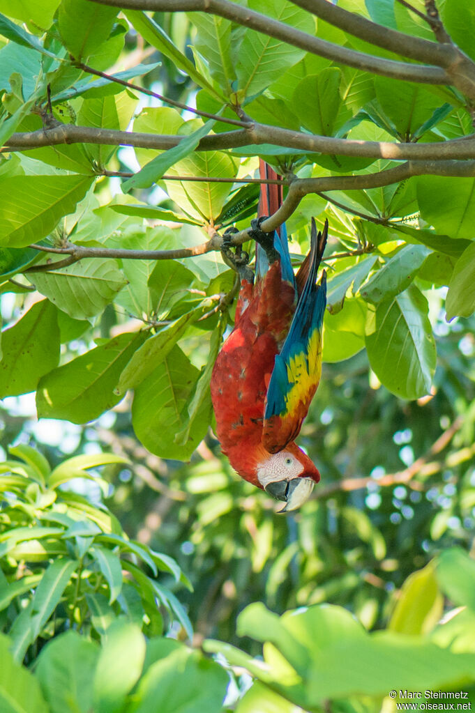 Scarlet Macaw