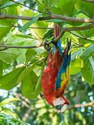 Scarlet Macaw