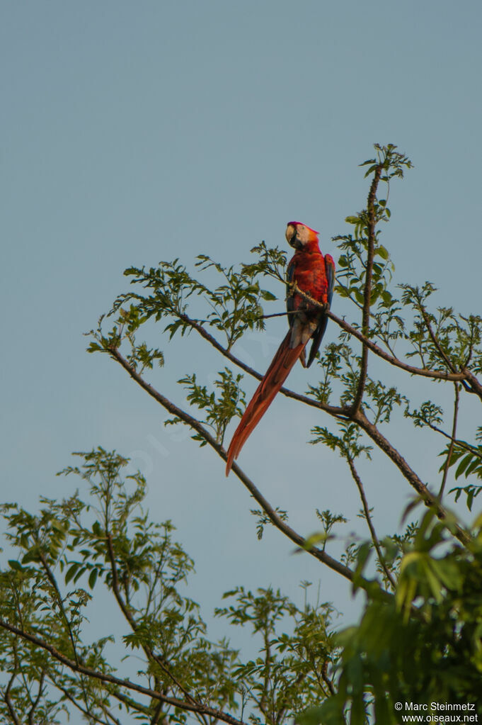 Scarlet Macaw