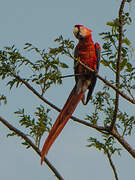 Scarlet Macaw