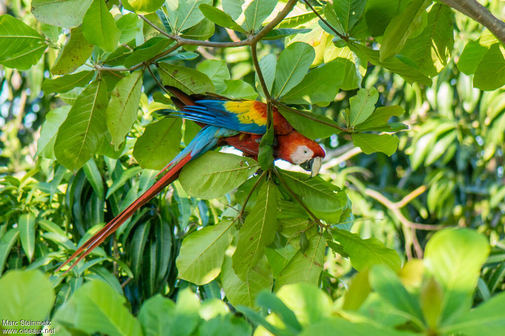 Scarlet Macawadult, habitat, pigmentation