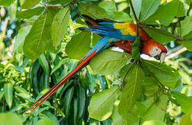 Scarlet Macaw