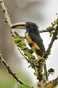 Pale-mandibled Aracari