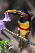 Chestnut-eared Aracari