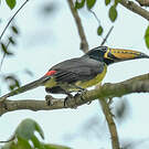 Araçari de Humboldt