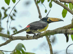 Lettered Aracari