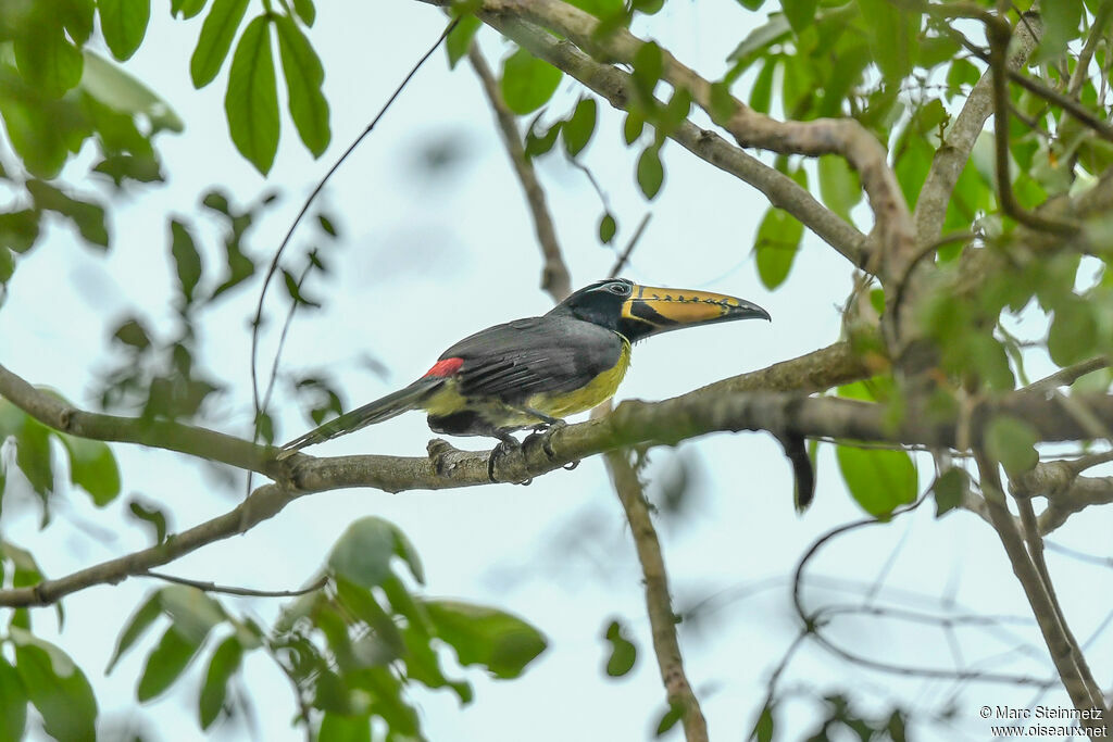 Araçari marqué