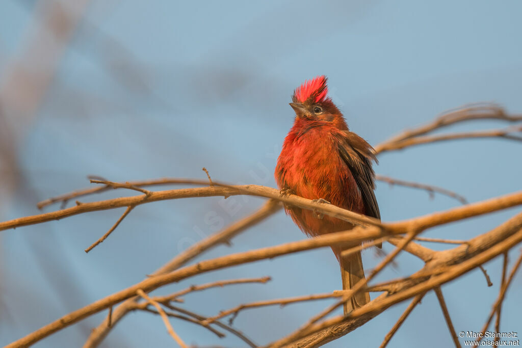 Red Pileated Finch