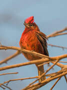 Red Pileated Finch