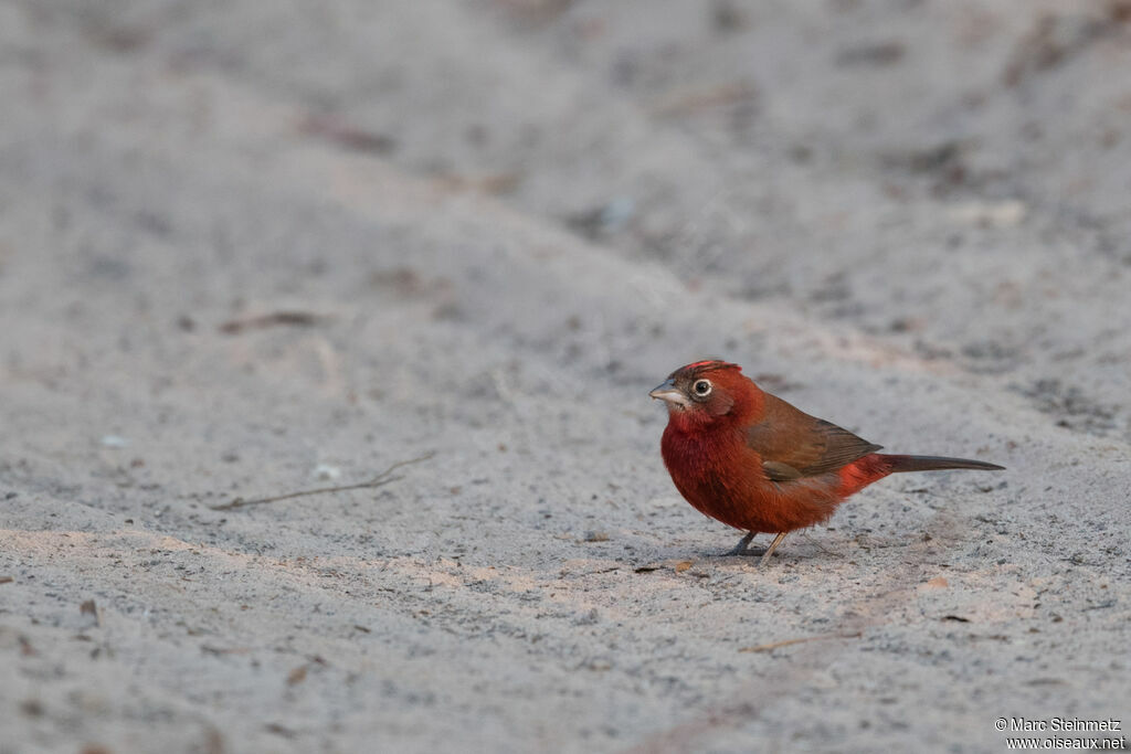 Red Pileated Finch