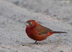 Red Pileated Finch