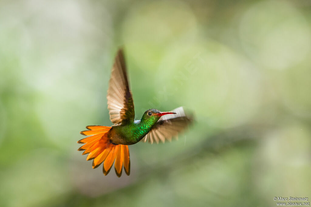 Rufous-tailed Hummingbird